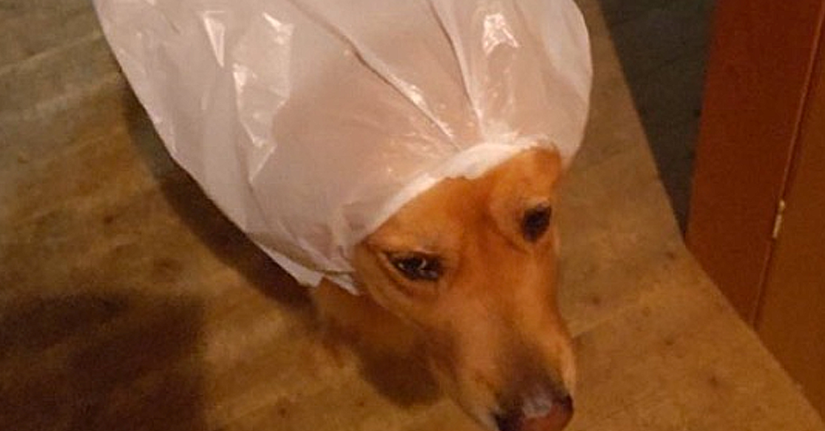 ビニール袋で作った雨ガッパをかぶる犬