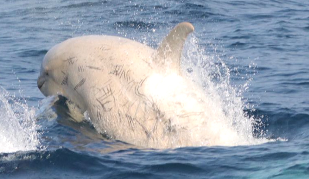 世界にたった5頭 神秘的な白いシャチ2頭が北海道 知床沖に姿を見せる Imishin Jp