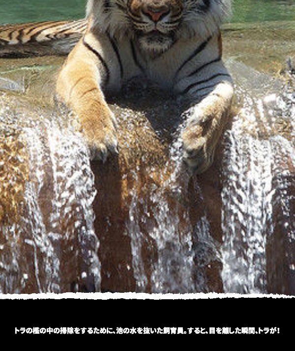 トラの檻の中の掃除をするために、池の水を抜いた飼育員。すると、目を離した瞬間、トラが！