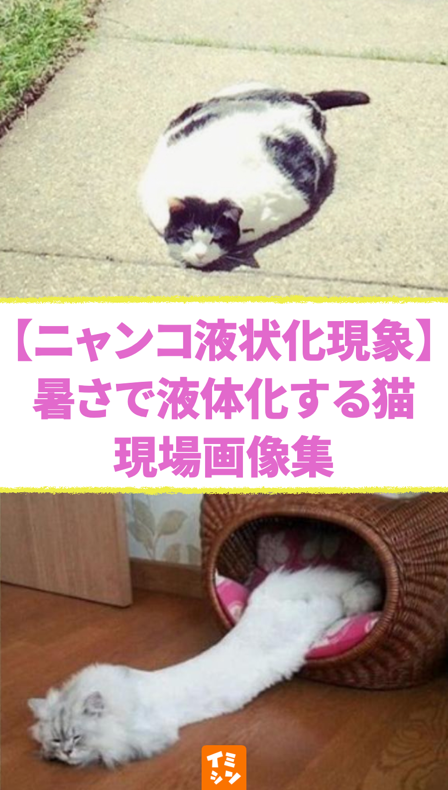【ニャンコ液状化現象】暑さで液体化する猫 証拠写真16画像