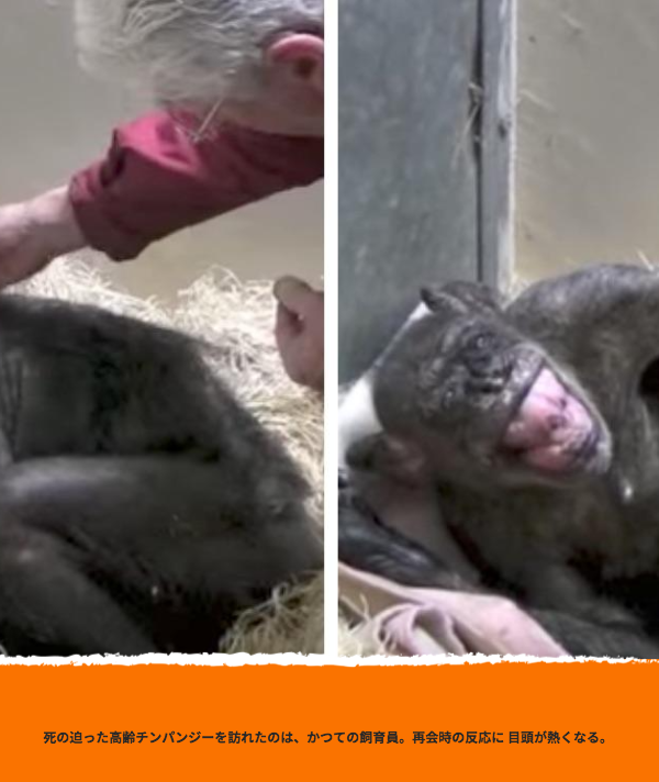 死期の迫った高齢チンパンジーを訪れたのは、かつての飼育員。再会時の反応に目頭が熱くなる。